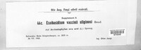 Exobasidium vaccinii-uliginosi image